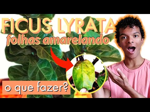 Vídeo: Por Que A Ficus Perde Suas Folhas