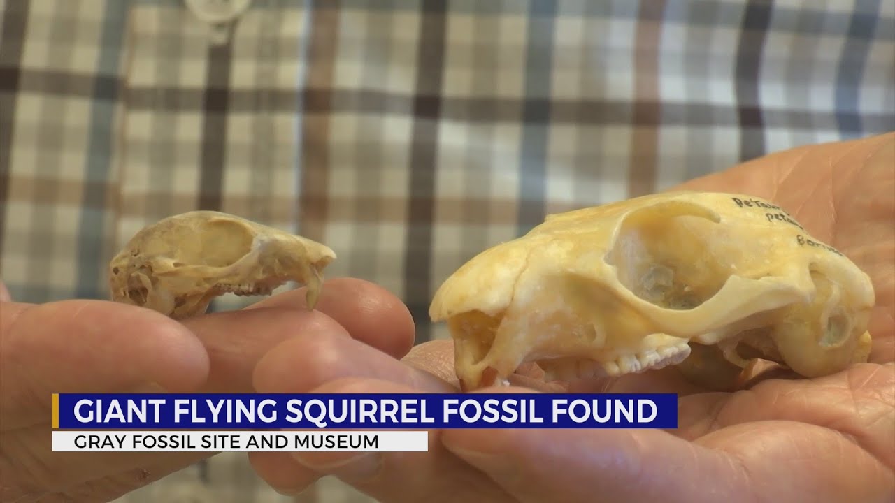 Gray Fossil Site finds giant flying squirrel fossil