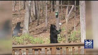 There have been bear sightings across western Massachusetts