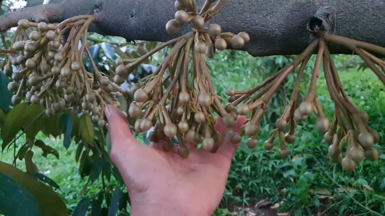 kéo đọt sầu riêng sau 1 tháng.