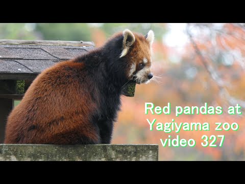 八木山レッサーリポート327 レッサーパンダ Red panda at Yagiyama zoo