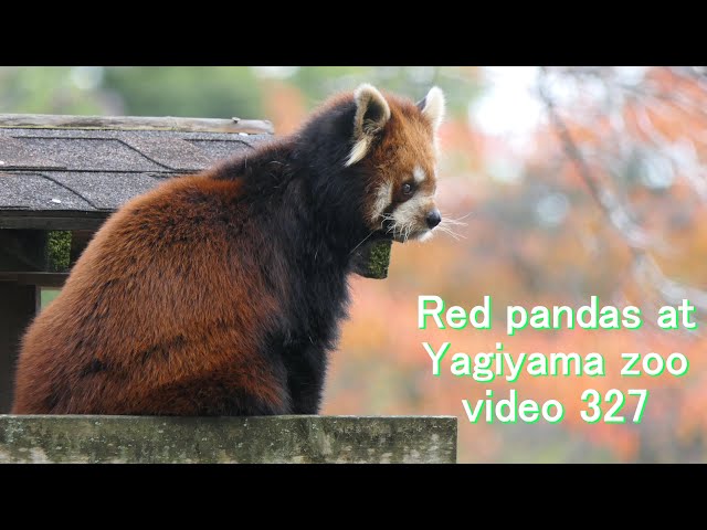 八木山レッサーリポート327 レッサーパンダ Red panda at Yagiyama zoo