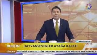 Göktürk'te toplanan Sokak köpekleri hakkında Eyüp Sultan Belediyesi'nden Star TV de açıklama