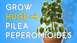 Pilea peperomioides 101: Taking Care of Your Chinese Money Plant