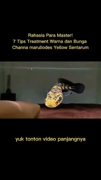 7 Tips Treatment Warna dan Bunga Channa maruliodes Yellow Sentarum