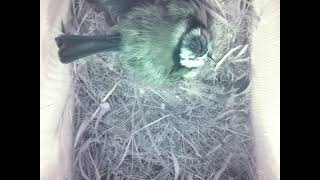 Live Bird Box Camera Norway | Nest Watch 2026 🐦