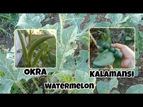 YEHEY MAY MGA BAGONG TANIM | READY TO HARVEST NABA#plantita#vegetables#update