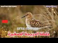 موسم السكسوك خلطة الدريجة الصغيرة Little Stint Mix