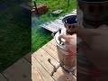 Нет света, самовар, бимка, трава кроликам.