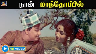 நான் மாந்தோப்பில் | எங்க வீட்டு பிள்ளை திரைப்பட பாடல் | MGR | Sarojadevi | HD