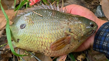 Tập 179 - Câu Cá Rô Đồng Lâu Rồi Mới Câu Được Con Cá Rô Khủng Cỡ Này