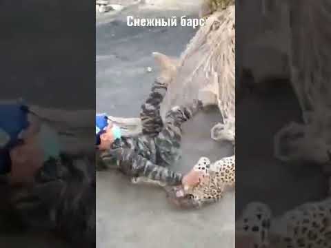 Снежный Барс,Ирбис 🐆