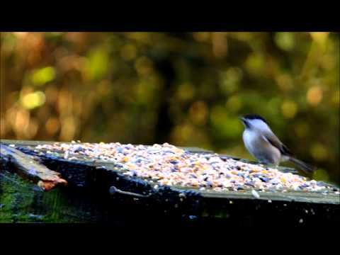 Linford Willow Tit