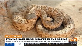 Staying safe from snakes in Arizona in the Spring