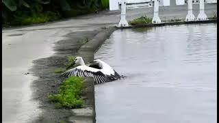Oriental stork swimming
