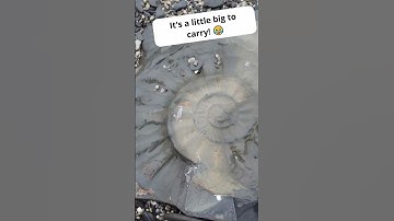 This would have been HUGE! #shorts #ammonite #fossils