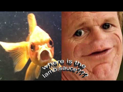Goldfish eat puffer fish!!! (Jimmy strike back)