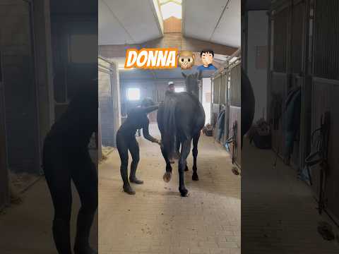 Donna So eine Pferdeaksbildung geht nicht immer gleichmäßig vorwärts.