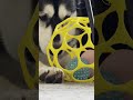 Making dog toys. #3dprinted #husky #dogtoys #testing3dprints #doglover #dogplaying #huskypower