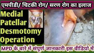 एमपीडी(MPD)ऑपरेशन कैसे करते हैं?/ Medial Patellar Desmotomy in Cattle ||चिटकी रोग/ सरण रोग