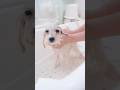 【動画全編は⬆️】初カットでぬいぐるみに変身しちゃうマルプー