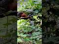 #nature #autumn #forest #squirrel #mindfulness #mindfulmoments #mindfulpresence