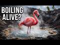 31 Animals Living Inside ACTIVE VOLCANOES That Shouldn't Survive the Heat