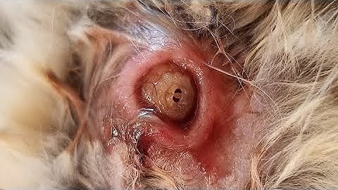 Removing Immense Botfly Maggot From Poor Cat