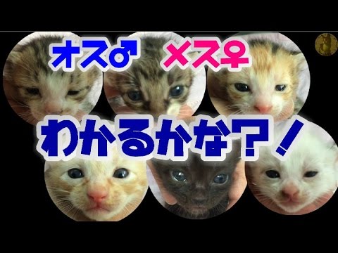 子猫のオス メス を見分ける 生後9日 16日目 Kitten Male Female Youtube