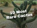 10 Most Rare Cactus