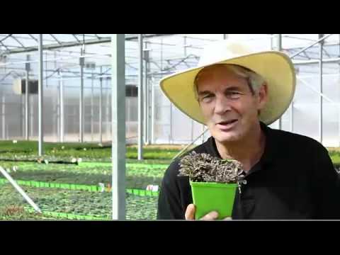 Video: Bottoni in ottone Leptinella: piantare bottoni in ottone nel giardino