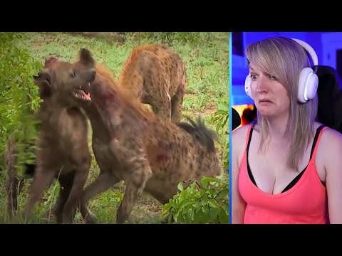 15 Moments Of Animals Attacking And Eating Each Other Part 2 | Pets House