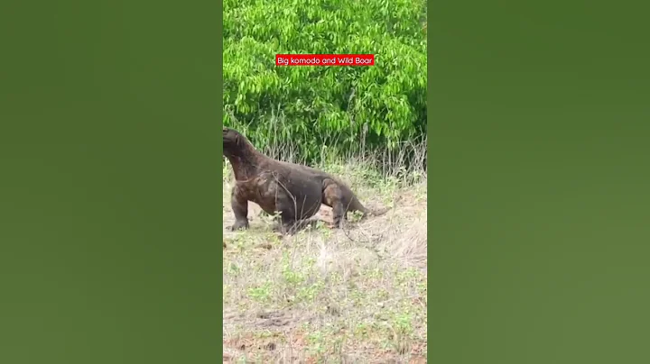 Omg! a big komodo dragon going for wild boar #shorts