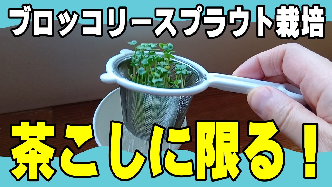 【超手軽】ブロッコリースプラウト、茶こしで簡単に作れる