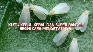 Cara Ampuh Mengatasi Kutu Kebul yang Kebal dan Bandel Cara Ampuh Mengatasi Kutu Kebul yang Kebal dan Bandel