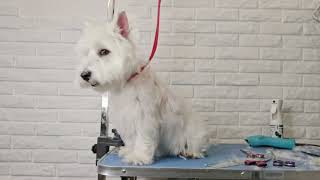 West Highland White Terrier Dog Video