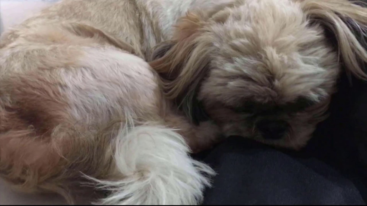 Pomelo fragrance dog soothing shampoo. YouTube