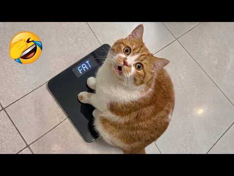 The ultimate compilation of funny animal moments 😂