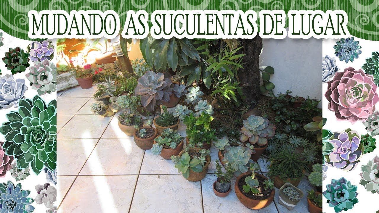 Mudando as suculentas de lugar no inverno | Canal da Re