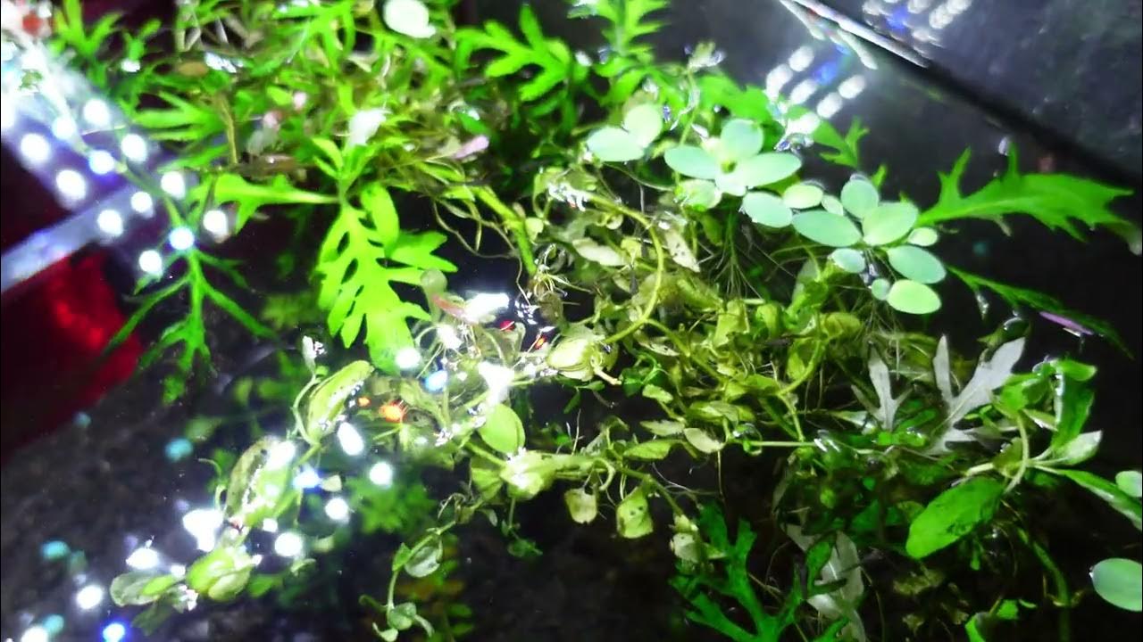 My Mollies Have Babies Every few weeks. The New Generation! NYC Aquatics By NewYorkSteelo.