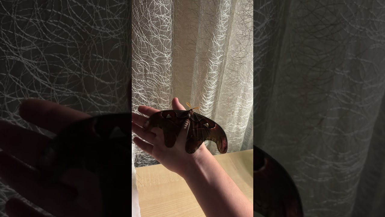 Павлиноглазка Атлас, самая большая бабочка в мире)🦋