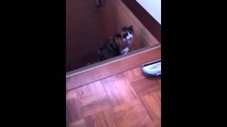 掃除機と戦うキティさん。