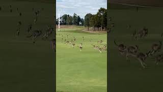 Kangaroo Stampede Invades Yarra Valley F Course 10 News First