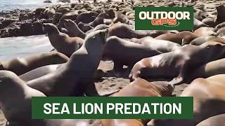 Outdoor GPS 9/19 New Sea Lion Predation Film from Hatchery & Wild Coexist screenshot 1