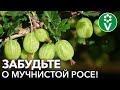 МУЧНИСТАЯ РОСА НА КРЫЖОВНИКЕ И СМОРОДИНЕ ИСЧЕЗНЕТ, если сделать так!