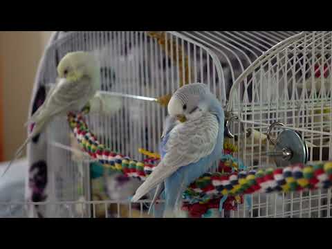 Video Cozy Budgie Nap ???????????????? - youtube