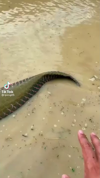 Monster Big Boss (arapaima)🤯😱😳🥵/Monster Fish Aqua SL /#short #shortvideo