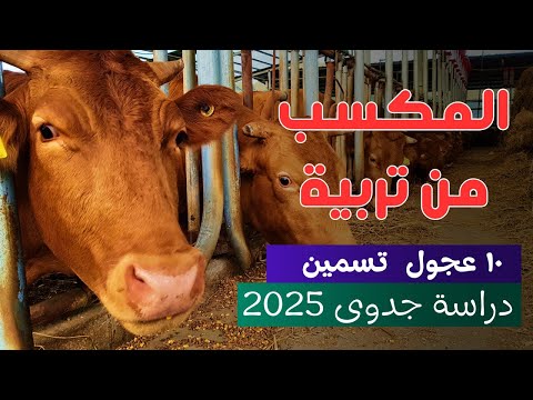 دراسة جدوى مشروع تسمين العجول 2025 التكاليف والأرباح للمبتدئين خطوة بخطوة