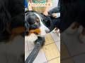 小学生に大人気！囲まれてモテモテのバーニーズ🐾