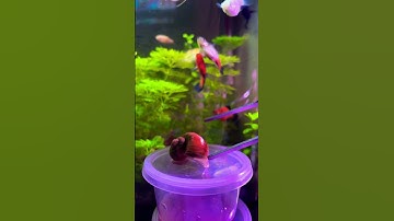 Golden mystery snail - shell repair